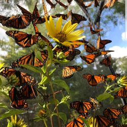 Salt Creek Butterfly Farm - A beautiful place to visit! Learn how to add plants to your garden to create habitats for attracting butterflies and raising caterpillars.