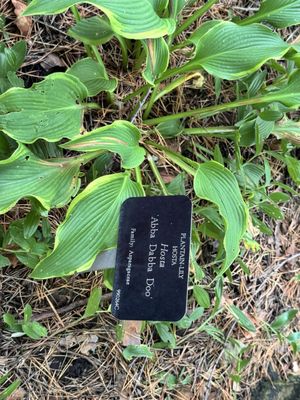 Royal Botanical Gardens by null