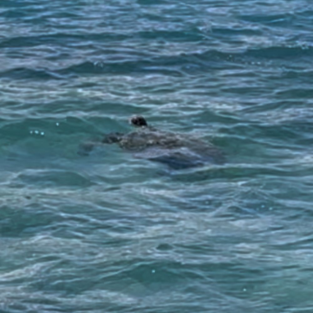 Captain Bruce - Turtle - Boat Charters Near Me - Kaneohe, Hawaii Captain Bruce - Turtle - Boat Charters Near Me - Kaneohe, Hawaii