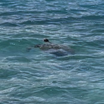 Captain Bruce - Turtle - Boat Charters Near Me - Kaneohe, Hawaii Captain Bruce - Turtle - Boat Charters Near Me - Kaneohe, Hawaii