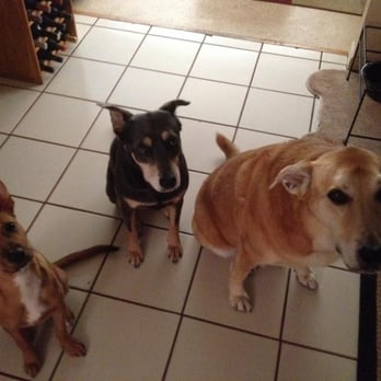 Dandee Pet Sitting - Our 3 rescues want treats. - Pet Sitting Near Me - Wilton Manors, Florida Dandee Pet Sitting - Our 3 rescues want treats. - Pet Sitting Near Me - Wilton Manors, Florida
