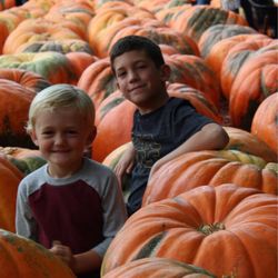 The Robinson Family Farm - Very large pumpkins in GA