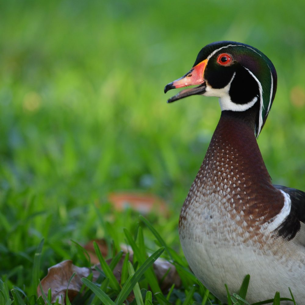 A gorgeous wood duck. He looks like he has his hair slicked back. A gorgeous wood duck. He looks like he has his hair slicked back.