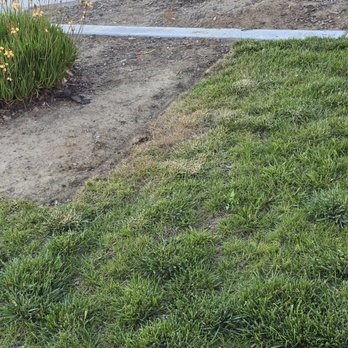 Qr Lawn Services - Dead grass from weed killer overspray - Lawn Services Near Me Qr Lawn Services - Dead grass from weed killer overspray - Lawn Services Near Me