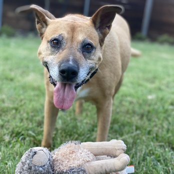Sugar's Pet Sitting - Dog walker near me - Dog Walkers Near Me - Dallas, Texas Sugar's Pet Sitting - Dog walker near me - Dog Walkers Near Me - Dallas, Texas