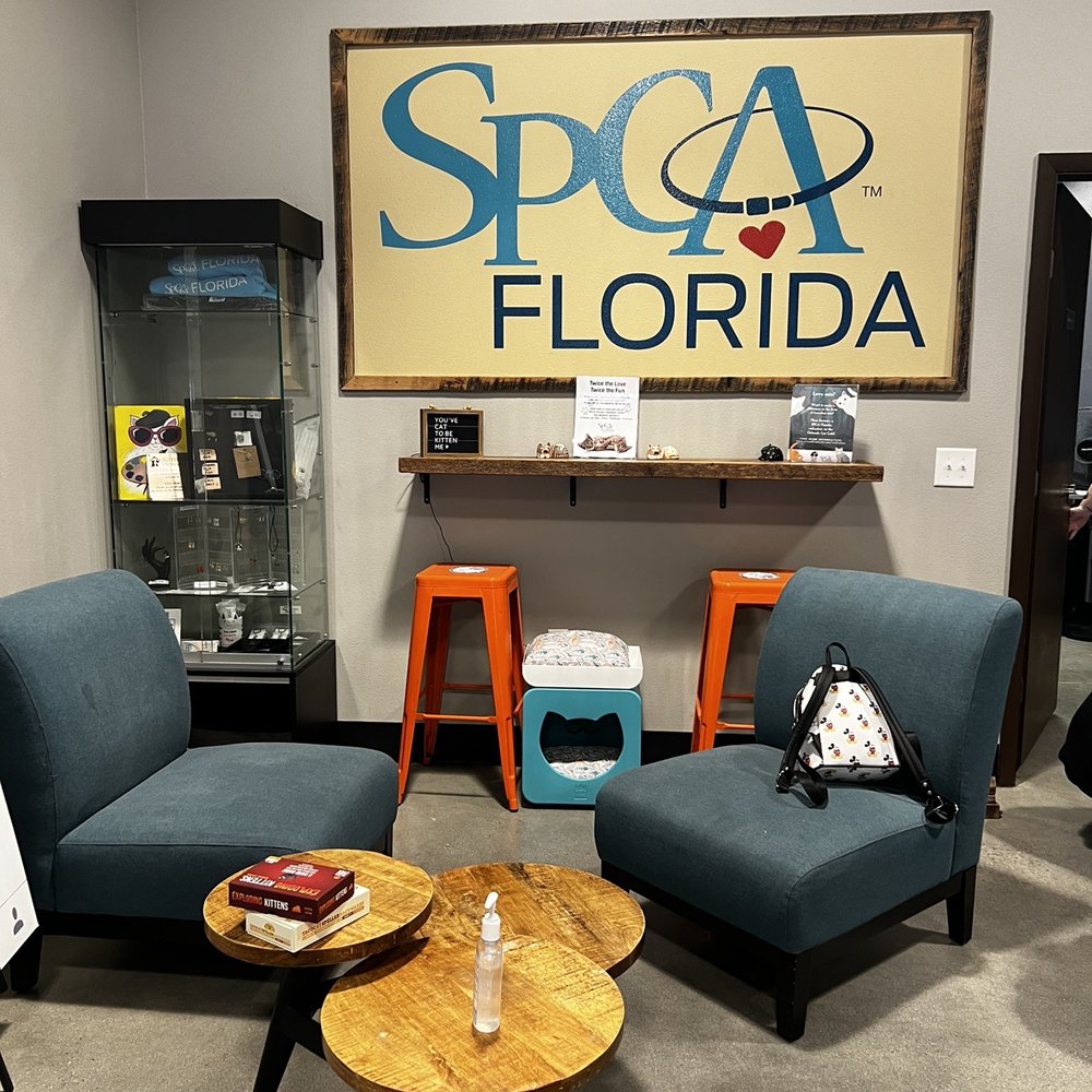Orlando Cat Cafe - Inside - Animal Shelters Near Me - Clermont, Florida