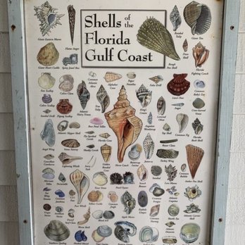Indian Shores Beach - Shells of florida gulf coast, Indian Shores Beach, South of Indian Rocks Beach & North of Reddington Beach, St Pete Area - Beaches Near Me Indian Shores Beach - Shells of florida gulf coast, Indian Shores Beach, South of Indian Rocks Beach & North of Reddington Beach, St Pete Area - Beaches Near Me