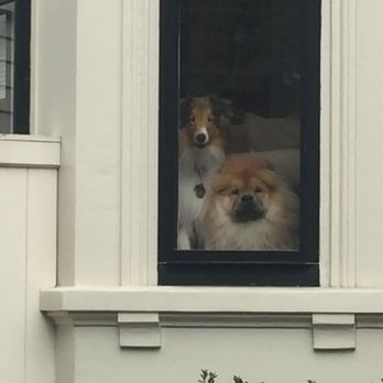 Happy Dog - Please take me out Mike - Dog Walkers Near Me