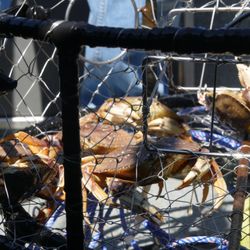 Charleston Marina - Crabbing