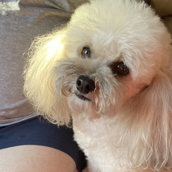 Shoreline Apartments - Teddy after a bath! - Apartments Near Me - Alameda, California Shoreline Apartments - Teddy after a bath! - Apartments Near Me - Alameda, California