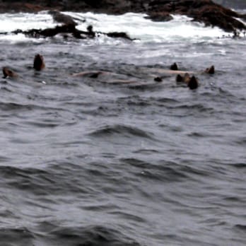 THE WHALE CENTRE - A group of sea lions about 10 feet from the boat! (3m) - Whale Watching Tours Near Me - Tofino, British Columbia THE WHALE CENTRE - A group of sea lions about 10 feet from the boat! (3m) - Whale Watching Tours Near Me - Tofino, British Columbia