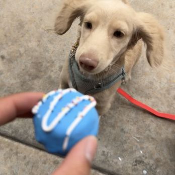 Paws on Chicon - Special baked treats! - Pet Stores Near Me - Austin, Texas