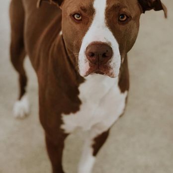 Atlas Pet Clinic - My furbaby - Veterinarians Near Me - Clermont, Florida Atlas Pet Clinic - My furbaby - Veterinarians Near Me - Clermont, Florida