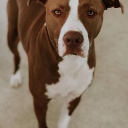 Atlas Pet Clinic - My furbaby