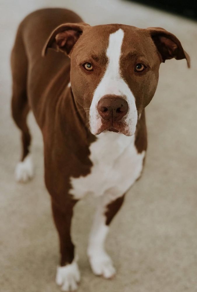 Atlas Pet Clinic Image