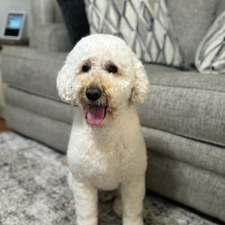 Shihtzuandoodlenc - Happy boy after his brush.