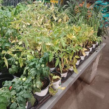 The Home Depot - 8/14/25 Tomato plants lacking water & look dead - Hardware Stores Near Me - Honolulu, Hawaii The Home Depot - 8/14/25 Tomato plants lacking water & look dead - Hardware Stores Near Me - Honolulu, Hawaii