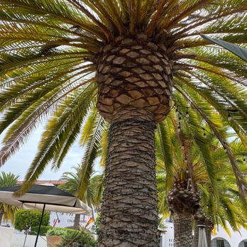 Goat Tree - Beautiful patio - Cafes Near Me - Santa Barbara, California Goat Tree - Beautiful patio - Cafes Near Me - Santa Barbara, California