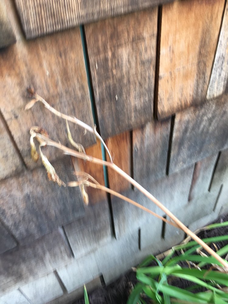 Slide of Cedar Experts