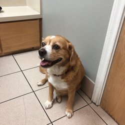 Green Oaks North Pet Hospital - Sweet little patient waiting patiently