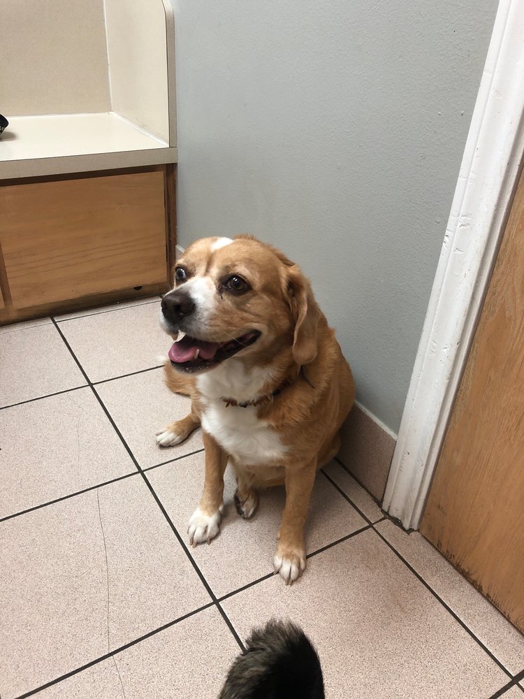 Green Oaks North Pet Hospital - pet boarding facility in Arlington, TX