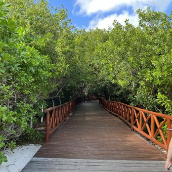 Iberostar Selection Paraíso Maya Suites - Mangrove on the way to the beach - Resorts Near Me - Playa del Carmen, ROO Iberostar Selection Paraíso Maya Suites - Mangrove on the way to the beach - Resorts Near Me - Playa del Carmen, ROO