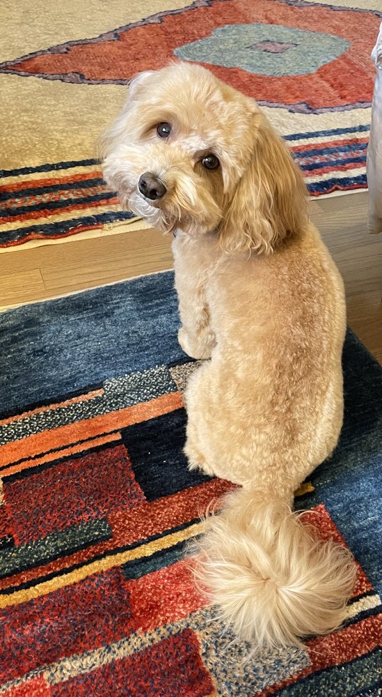 JK GROOMING Updated October 2024 84 Photos & 118 Reviews 1222 E