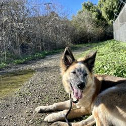 Practicing a Down on the trail.