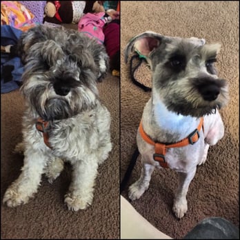 Lake Air Grooming Salon - Before and after. Fluff ball to dashing! - Pet Groomers Near Me - Waco, Texas Lake Air Grooming Salon - Before and after. Fluff ball to dashing! - Pet Groomers Near Me - Waco, Texas