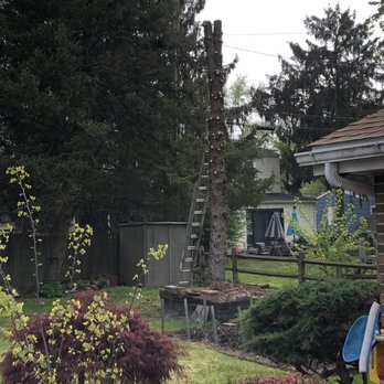 Gehringer Tree Service - Limbs gone, rope attached to direct fall away from the garden wall. - Tree Services Near Me - Red Hill, Pennsylvania Gehringer Tree Service - Limbs gone, rope attached to direct fall away from the garden wall. - Tree Services Near Me - Red Hill, Pennsylvania
