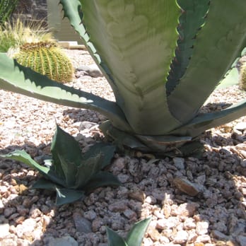 Stonecrop Design - agave, golden barrel - Landscaping Near Me Stonecrop Design - agave, golden barrel - Landscaping Near Me