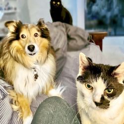 Wagging Tails Pet Care by Ann Marie - Ann Marie petsits my dog and cats