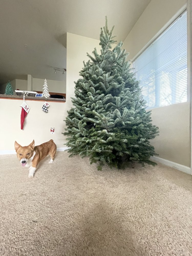 QUAIL CREEK RANCH CHRISTMAS TREES Updated September 2024 14 Photos