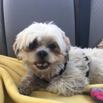 Petco - Before photo. Yes i have weird teeth - Pet Stores Near Me - Torrance, California Petco - Before photo. Yes i have weird teeth - Pet Stores Near Me - Torrance, California
