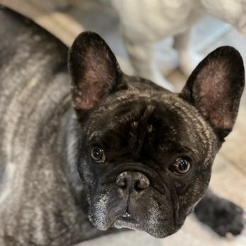 The Educated Dog - Pet Training Near Me