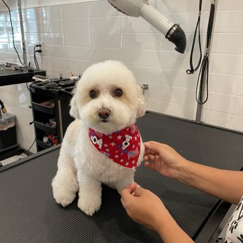 Magic Pet Spa - Today's super star. - Pet Groomers Near Me - Irvine, California
