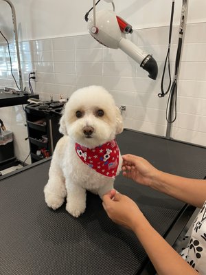 Magic Pet Spa - Happy, Clean, and Beauty - Dogs and Cats are Welcome! - Dog and Cat Grooming store in Irvine. $25 Off for the first visit. Call now for the appointment. Same day appointment may be available. Magic Pet Spa - Happy, Clean, and Beauty - Dogs and Cats are Welcome! - Dog and Cat Grooming store in Irvine. $25 Off for the first visit. Call now for the appointment. Same day appointment may be available.