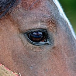 Three Oaks Equestrian Center