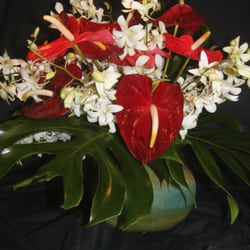 Head High Tropicals - Check us out at headhightropicals.com