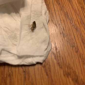 Pho Real - Cockroach in pho soup! - Vietnamese Near Me - Keller, Texas