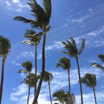 Niu Tree Trimming - Tree Services Near Me Niu Tree Trimming - Tree Services Near Me