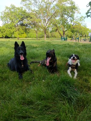 Dog Training - A collection of clients and personal dogs doing awesome with the help of our training! Dog Training - A collection of clients and personal dogs doing awesome with the help of our training!