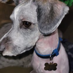 Scruffy To Fluffy - My puppy's neck was red and eyes all bloodshot after was groomed was traumatizing for him