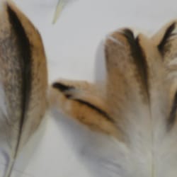 Gamboling Goats Heritage Farm - Various Feathers For Sale: Duck, Quail, Chicken