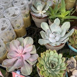 Pink succulent $6! Pink succulent $6!
