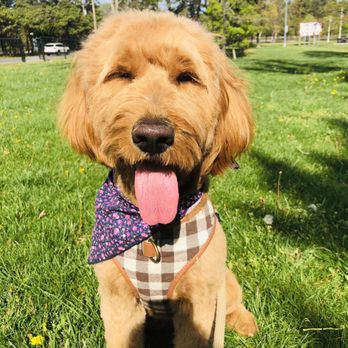 Wash Your Paws Brick - Thank you Jess! - Pet Groomers Near Me - Brick Township, New Jersey Wash Your Paws Brick - Thank you Jess! - Pet Groomers Near Me - Brick Township, New Jersey