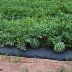 Jackson Farms
