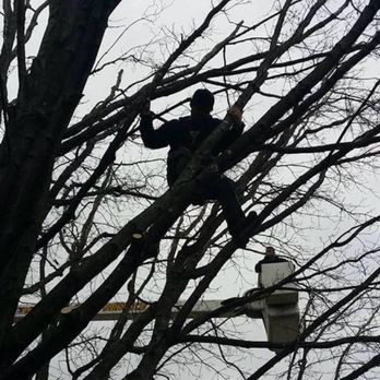 BAM Tree Service - Tree Services Near Me BAM Tree Service - Tree Services Near Me