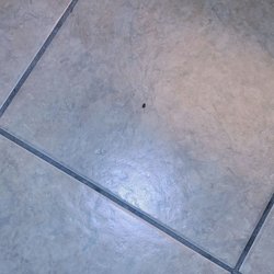 Paradise Lodge - One of the roaches found