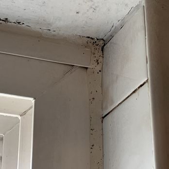 Lobos Management - Black mold - Property Management Near Me - Pittsburgh, Pennsylvania Lobos Management - Black mold - Property Management Near Me - Pittsburgh, Pennsylvania